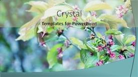  Presentation with japanese cherry blossom - Presentation theme with japanese-cherry-blossom-at-early background and a soft green colored foreground