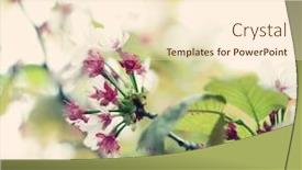  Presentation with japanese cherry blossom - Colorful presentation theme enhanced with japanese cherry blossom at early spring backdrop and a cream colored foreground