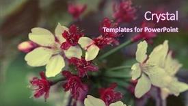  Presentation with japanese cherry blossom - Amazing presentation having japanese cherry blossom at early spring backdrop and a tawny brown colored foreground