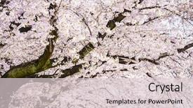  Presentation with kyoto - Theme consisting of japanese cherry blossoms in kyoto background and a lemonade colored foreground