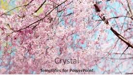  Presentation with bloom - Colorful slide deck enhanced with japanese-cherry-in-full-bloom backdrop and a soft green colored foreground