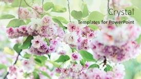 Presentation with cherry - Beautiful theme featuring japanese-cherry-prunus-serrulata backdrop and a soft green colored foreground