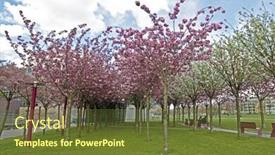 Presentation with amsterdam - PPT layouts consisting of japanese cherry trees blossoming in spring at the museumplein in amsterdam the netherlands background and a tawny brown colored foreground