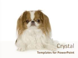 Japanese Chin Dog In Front PPT template 27 | CrystalGraphics