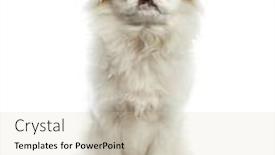  Presentation with japanese - Audience pleasing slides consisting of japanese-chin-in-front backdrop and a soft green colored foreground