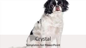  Presentation with japanese - Audience pleasing presentation design consisting of japanese chin japanese spaniel sitting backdrop and a light gray colored foreground