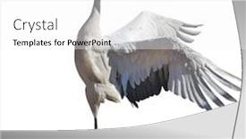  Presentation with crane - Beautiful PPT layouts featuring japanese crane courtship dance isolated on white background backdrop and a white colored foreground