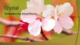  Presentation with sakura - Slide deck featuring sakura spring blossoms shallow dof background and a gold colored foreground