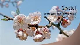  Presentation with sakura - Theme featuring spring blooming sakura cherry flowers branch background and a light blue colored foreground