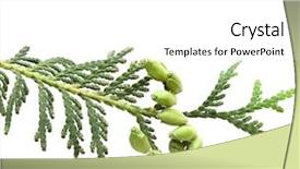  Presentation with olive tree branch ripe - Amazing slides having branch of thuja tree isolated backdrop and a white colored foreground