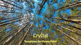  Presentation with japanese - Presentation theme featuring japanese cypress forest cryptomera japonica background and a tawny brown colored foreground