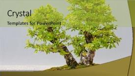  Presentation with gardens - Cool new PPT theme with miniature gardens - japanese evergreen bonsai on display backdrop and a gold colored foreground