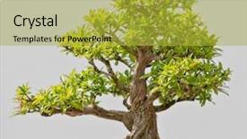  Presentation with bonsai - Slide set enhanced with japanese evergreen bonsai on display background and a yellow colored foreground