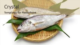  Presentation with scroll paper isolated on white - Beautiful slide deck featuring japanese fishing - croaker fish isolated on white backdrop and a coral colored foreground