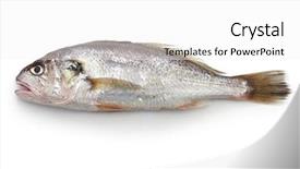  Presentation with aquaculture fish farming - PPT theme with japanese fishing - croaker fish isolated on white background and a  colored foreground
