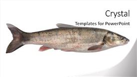  Presentation with freshly caught anchovy fishes engroulis - Presentation enhanced with japanese fishing - freshly caught sea fish far background and a white colored foreground