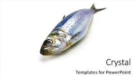  Presentation with sardines - PPT theme consisting of japanese fishing - nice shaped iwashi sardines isolated background and a white colored foreground