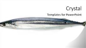  Presentation with pacific - Cool new PPT theme with japanese fishing - nice shaped pacific saury cololabis backdrop and a white colored foreground