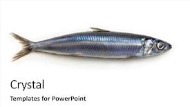  Presentation with fishing - Presentation theme having japanese fishing - nice shaped sardine or herring background and a white colored foreground