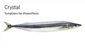  Presentation with pacific - Slide set having water drops on spider web background and a light blue colored foreground.