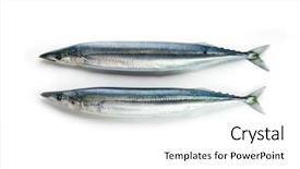  Presentation with black and white shapes - Slide set featuring japanese fishing - two nice shaped pacific saury background and a white colored foreground