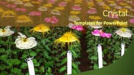  Presentation with japanese flowers - PPT theme featuring japanese-flowers-in-the-shinjuku background and a tawny brown colored foreground