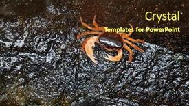  Presentation with stream - Amazing presentation theme having crustacea - japanese freshwater crab crawling backdrop and a wine colored foreground
