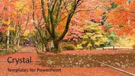  Presentation with maple - Colorful slide deck enhanced with japanese garden with maple tree backdrop and a red colored foreground