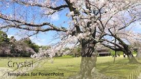  Presentation with japan sakura - Audience pleasing slides consisting of japanese-hanami-festival-people-enjoy backdrop and a yellow colored foreground