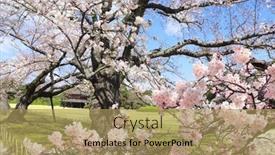  Presentation with japan sakura - Colorful presentation design enhanced with japanese-hanami-festival-people-enjoy backdrop and a yellow colored foreground