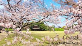 Presentation with japan sakura - Audience pleasing PPT layouts consisting of japanese-hanami-festival-when-people backdrop and a yellow colored foreground