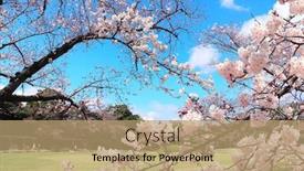  Presentation with japan sakura - Amazing presentation design having japanese-hanami-festival-when-people backdrop and a coral colored foreground