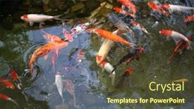  Presentation with koi fish - Slide set consisting of japanese-koi-carp-fish background and a  colored foreground