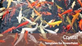  Presentation with koi fish - PPT layouts consisting of japanese koi fish background and a tawny brown colored foreground
