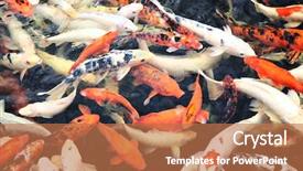  Presentation with koi fish - Audience pleasing theme consisting of japanese koi fish backdrop and a coral colored foreground