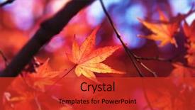  Presentation with maple leaf - Audience pleasing PPT theme consisting of japanese maple leaf in first backdrop and a red colored foreground