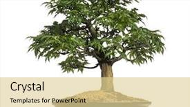  Presentation with bonsai - Amazing PPT theme having japanese maple or shishigashira bonsai backdrop and a blonde colored foreground