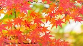  Presentation with japanese folk song sakuta - Amazing PPT theme having japanese maple backdrop and a red colored foreground