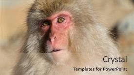  Presentation with monkey - Audience pleasing slides consisting of japanese-monkey-close-up backdrop and a coral colored foreground