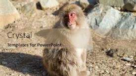  Presentation with monkey - Audience pleasing presentation theme consisting of japanese monkey backdrop and a coral colored foreground