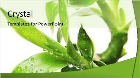  Presentation with lucky bamboo - Audience pleasing slide deck consisting of japanese plants - lucky bamboo isolated on white backdrop and a  colored foreground