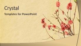  Presentation with vintage paper - Colorful slide set enhanced with japanese plants - spring peach blossom on old backdrop and a blonde colored foreground