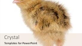  Presentation with quail - Audience pleasing PPT theme consisting of japanese-quail-also-known backdrop and a coral colored foreground