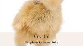  Presentation with old days - Cool new slide deck with japanese-quail-also-known backdrop and a coral colored foreground