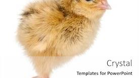  Presentation with old days - Amazing slide set having japanese-quail-also-known backdrop and a white colored foreground