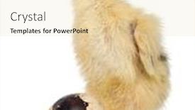  Presentation with old days - Theme consisting of japanese-quail-also-known background and a lemonade colored foreground