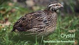  Presentation with quail - Colorful PPT layouts enhanced with japanese quail coturnix japonica wild backdrop and a tawny brown colored foreground