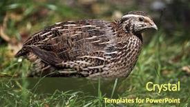  Presentation with quail bird - PPT layouts consisting of japanese quail coturnix japonica wild background and a tawny brown colored foreground