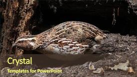  Presentation with quail bird - PPT theme consisting of japanese quail coturnix japonica wild background and a tawny brown colored foreground