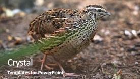  Presentation with quail - Amazing presentation having japanese quail coturnix japonica wild backdrop and a tawny brown colored foreground